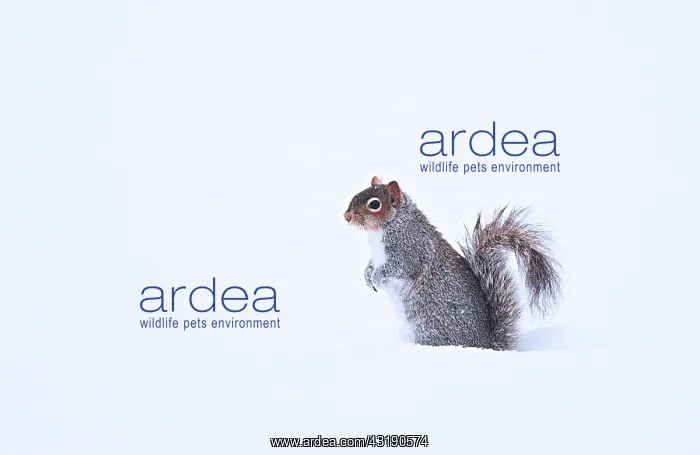 : Gray squirrel (Sciurus carolinensis) in the snow : Gray squirrel (Sciurus carolinensis) in the snow