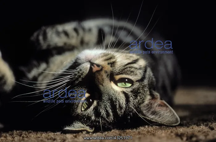 : Gray tabby cat (Felis catus) in patch of : Gray tabby cat (Felis catus) in patch of