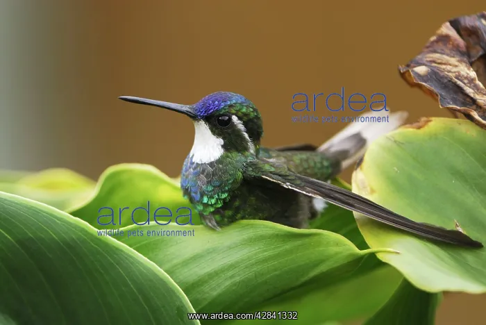 : Gray-tailed Mountain-gem Hummingbird : Gray-tailed Mountain-gem Hummingbird