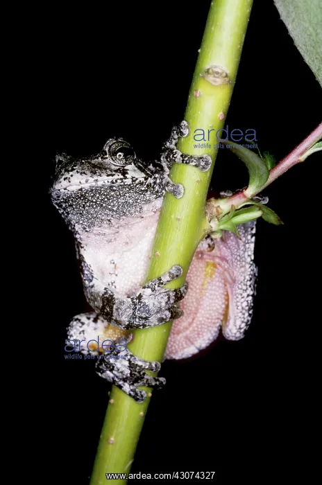 : Gray Tree Frog : Gray Tree Frog
