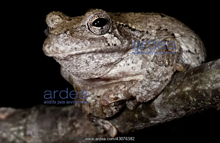 : Gray Tree Frog : Gray Tree Frog