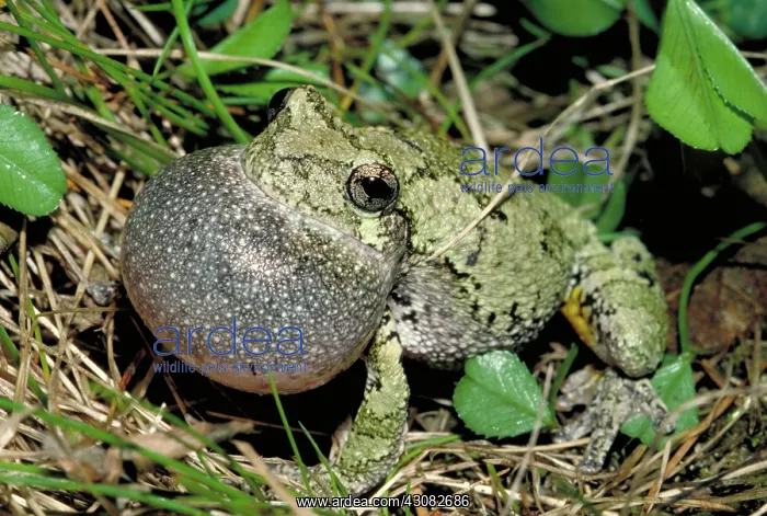 : Gray tree frog : Gray tree frog