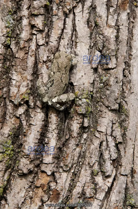 : Gray Tree Frog : Gray Tree Frog