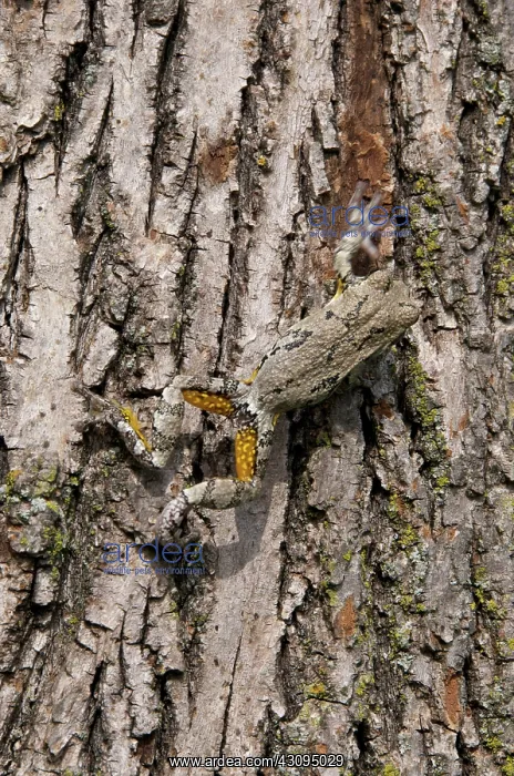 : Gray Tree Frog : Gray Tree Frog