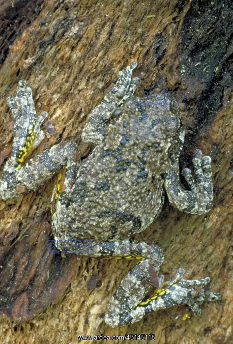 : Gray tree frog : Gray tree frog