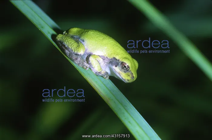 : Gray Tree Frog : Gray Tree Frog
