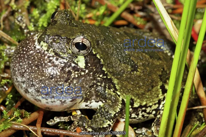 : Gray Tree Frog - Calling to attract mate : Gray Tree Frog - Calling to attract mate