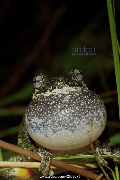 : Gray Tree Frog - Calling to attract mate : Gray Tree Frog - Calling to attract mate