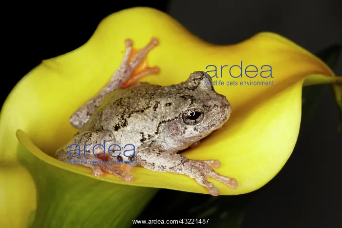 : Gray Tree Frog, Kentucky, Hyla versicolor : Gray Tree Frog, Kentucky, Hyla versicolor