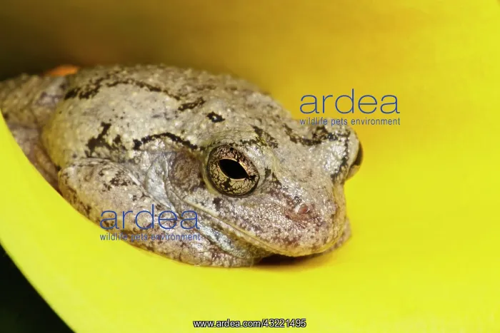 : Gray Tree Frog, Kentucky, Hyla versicolor : Gray Tree Frog, Kentucky, Hyla versicolor