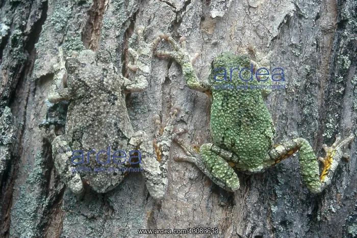 : Gray Tree Frogs : Gray Tree Frogs