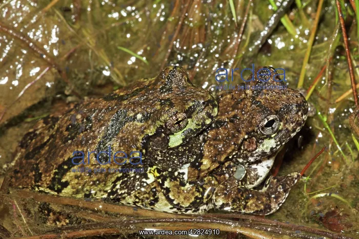 : Gray Tree Frogs - Pair in amplexus : Gray Tree Frogs - Pair in amplexus