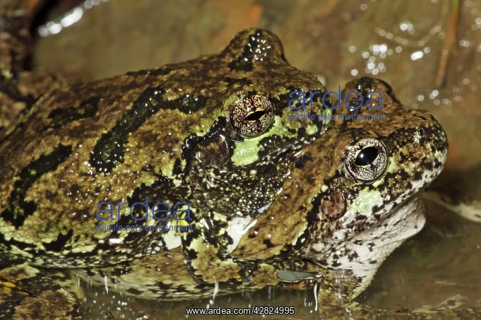  : Gray Tree Frogs - Pair in amplexus