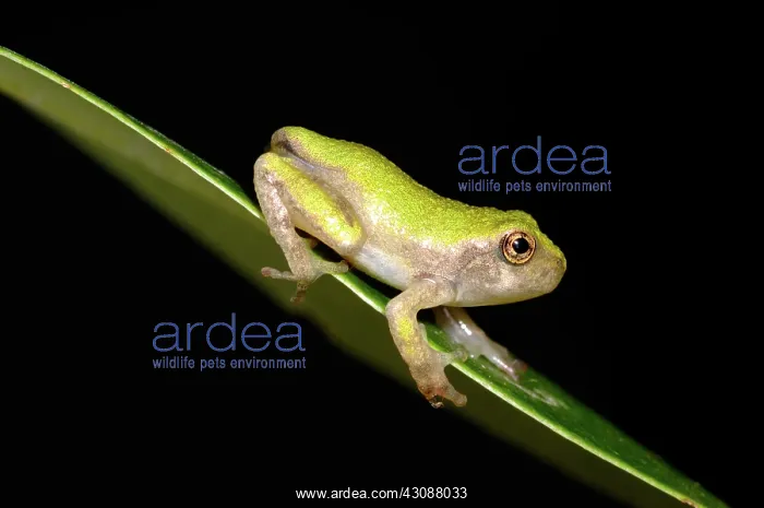 : Gray Treefrog : Gray Treefrog