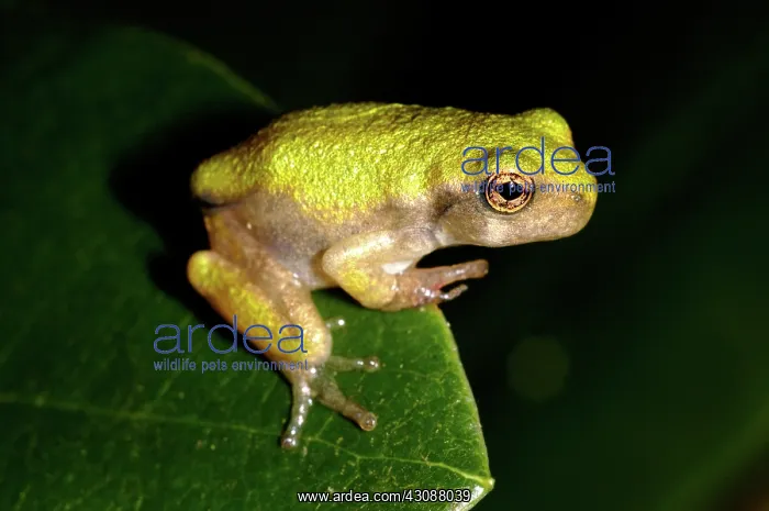 : Gray Treefrog : Gray Treefrog