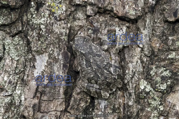 : Gray Treefrog : Gray Treefrog