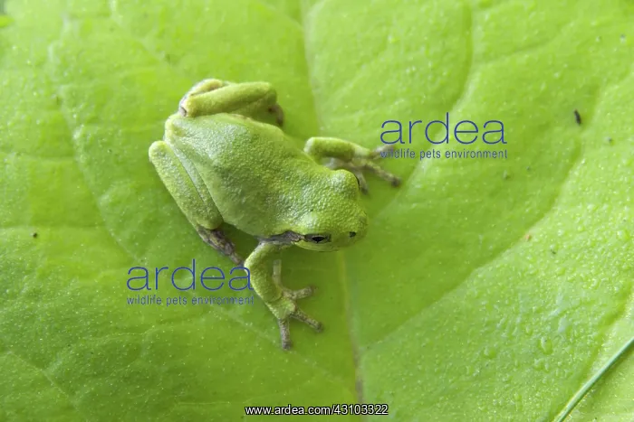 : Gray Treefrog : Gray Treefrog