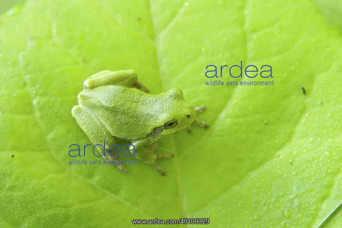 : Gray Treefrog : Gray Treefrog