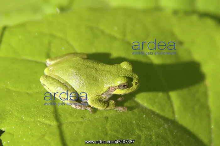 : Gray Treefrog : Gray Treefrog