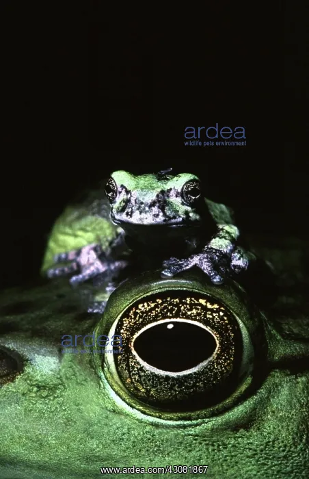 : Gray Treefrog on a Bullfrog : Gray Treefrog on a Bullfrog
