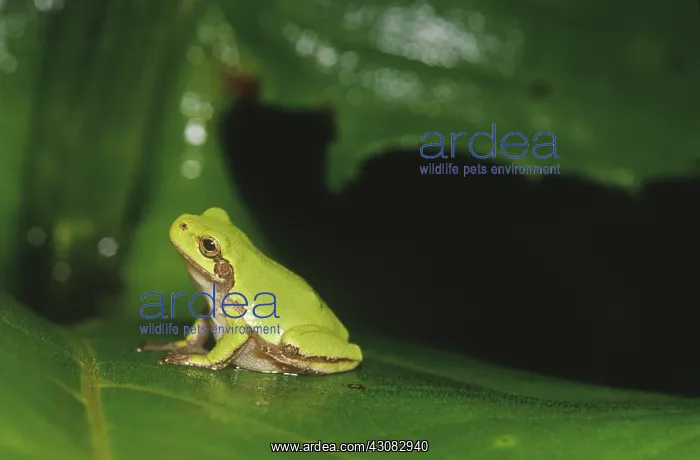 : Gray Treefrog (Hyla versicolor) : Gray Treefrog (Hyla versicolor)