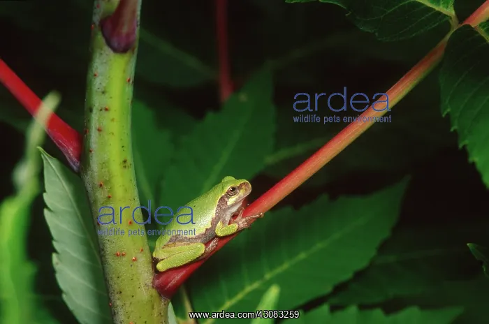 : Gray Treefrog (Hyla versicolor) : Gray Treefrog (Hyla versicolor)