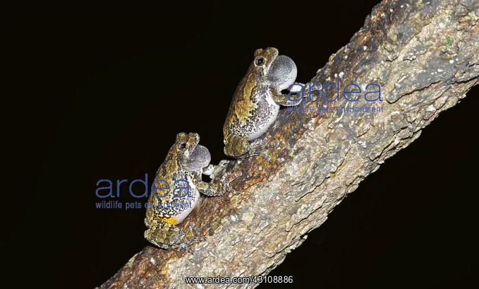 : gray treefrog - Hyla versicolor calling from willow : gray treefrog - Hyla versicolor calling from willow
