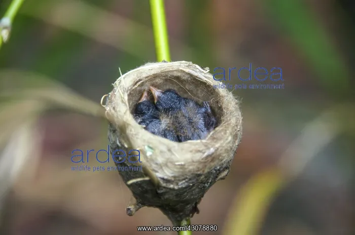 : Gray Treefrog tadpole : Gray Treefrog tadpole