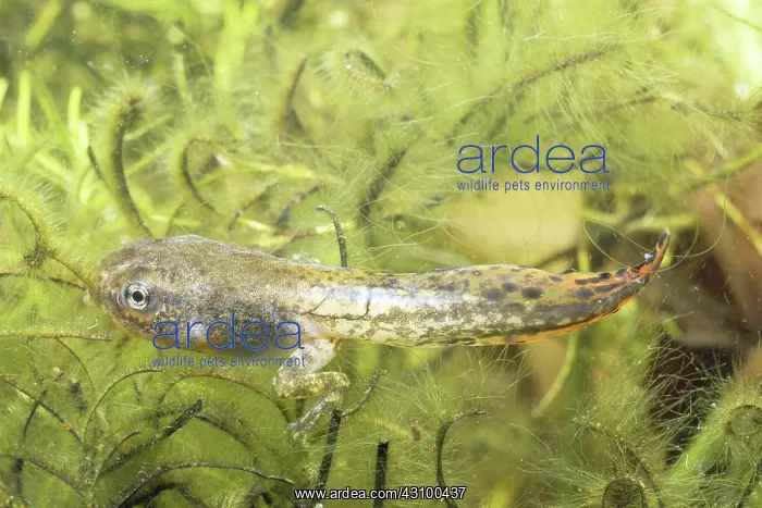 : Gray Treefrog tadpole (Hyla versicolor) : Gray Treefrog tadpole (Hyla versicolor)