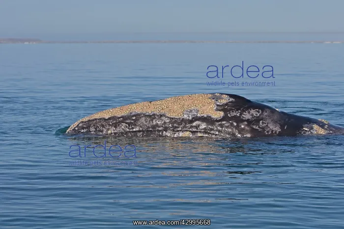  : Gray Whale