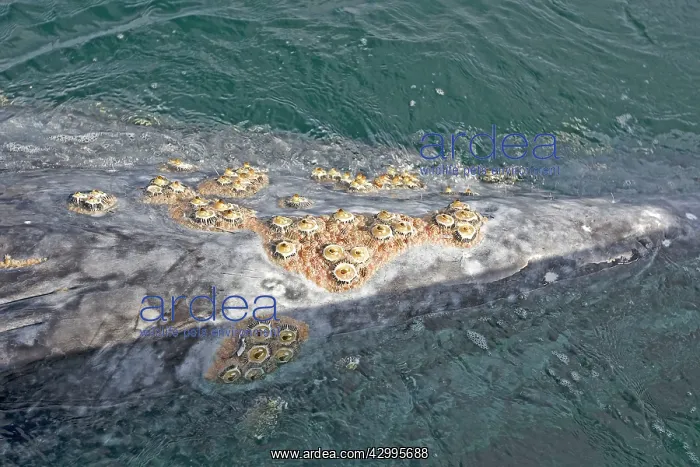  : Gray Whale