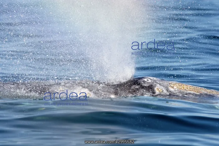 : Gray Whale - blowing : Gray Whale - blowing