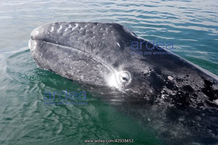: Gray whale - calf : Gray whale - calf