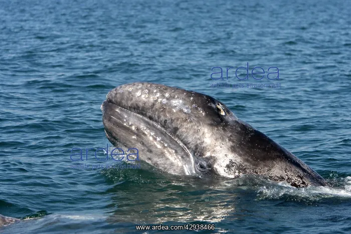 : Gray Whale - calf : Gray Whale - calf