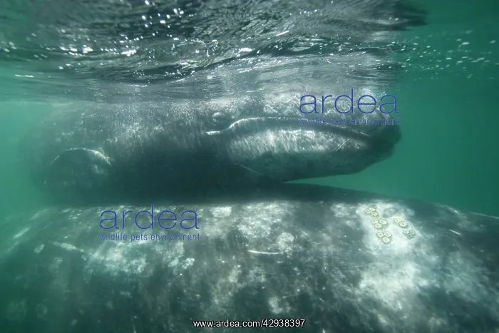 : Gray Whale - calf on top of mother's back : Gray Whale - calf on top of mother's back