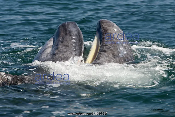 : Gray Whale - calf playing near its mother, a calf : Gray Whale - calf playing near its mother, a calf