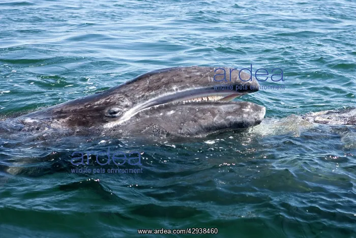 : Gray whale - calf raising its head over its mother's : Gray whale - calf raising its head over its mother's