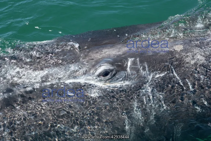 : Gray whale - calfs eye : Gray whale - calfs eye