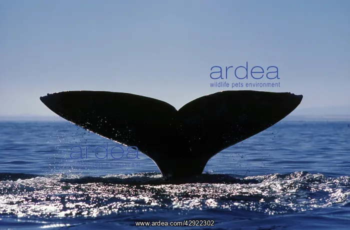 : Gray Whale - diving, Gray Whale raising its flukes : Gray Whale - diving, Gray Whale raising its flukes