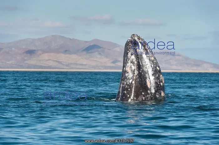 : Gray whale (Eschrichtius robustus) Baja California : Gray whale (Eschrichtius robustus) Baja California