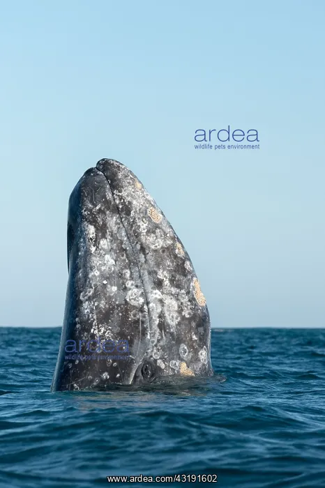 : Gray whale (Eschrichtius robustus) Baja California : Gray whale (Eschrichtius robustus) Baja California