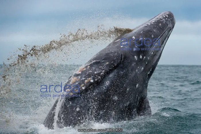 : Gray whale (Eschrichtius robustus) Baja California : Gray whale (Eschrichtius robustus) Baja California