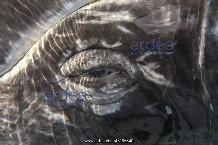: Gray whale (Eschrichtius robustus) eye, Baja California : Gray whale (Eschrichtius robustus) eye, Baja California