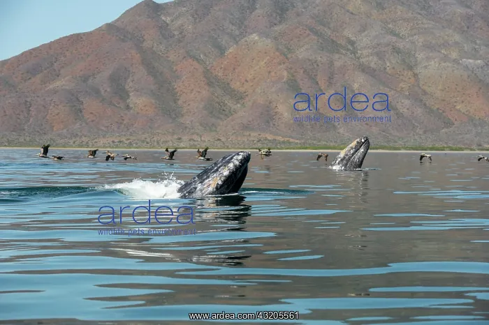 : Gray whale (Eschrichtius robustus) Spyhopping, BCS : Gray whale (Eschrichtius robustus) Spyhopping, BCS