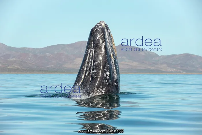 : Gray whale (Eschrichtius robusuts) Spyhopping, BCS : Gray whale (Eschrichtius robusuts) Spyhopping, BCS