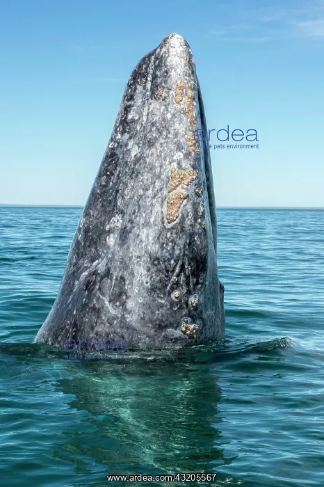 : Gray whale (Eschrichtius robusuts) Spyhopping, BCS : Gray whale (Eschrichtius robusuts) Spyhopping, BCS