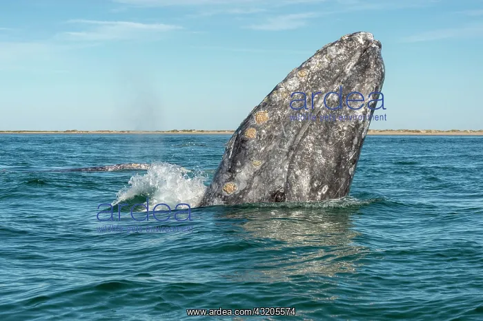 : Gray whale (Eschrichtius robusuts) Spyhopping, BCS : Gray whale (Eschrichtius robusuts) Spyhopping, BCS