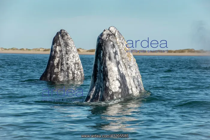 : Gray whale (Eschrichtius robusuts) Spyhopping, BCS : Gray whale (Eschrichtius robusuts) Spyhopping, BCS