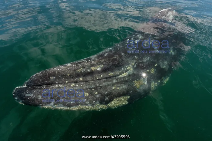 : Gray whale (Eschrichtius robusuts) under the surface, BCS : Gray whale (Eschrichtius robusuts) under the surface, BCS