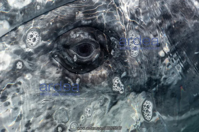 : Gray whale (Eshcrichtius robustus) The eye of a : Gray whale (Eshcrichtius robustus) The eye of a